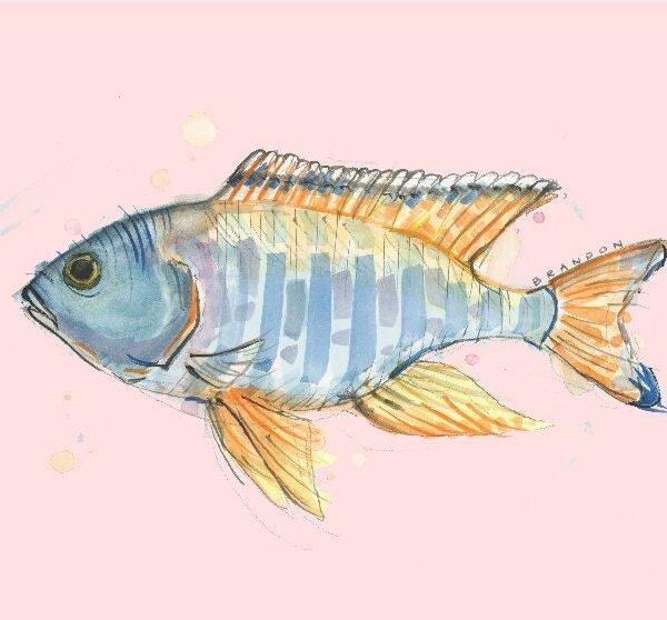 African Cichlid Print | Pink - W009