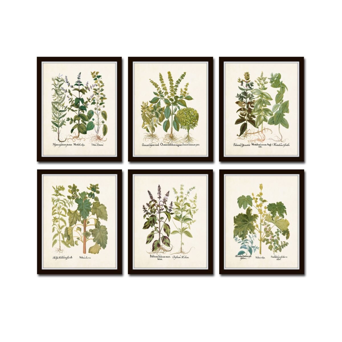 Antique Herbs Print Set No. 32, Herb Prints, Botanical Art, Kitchen Giclee, Art Print