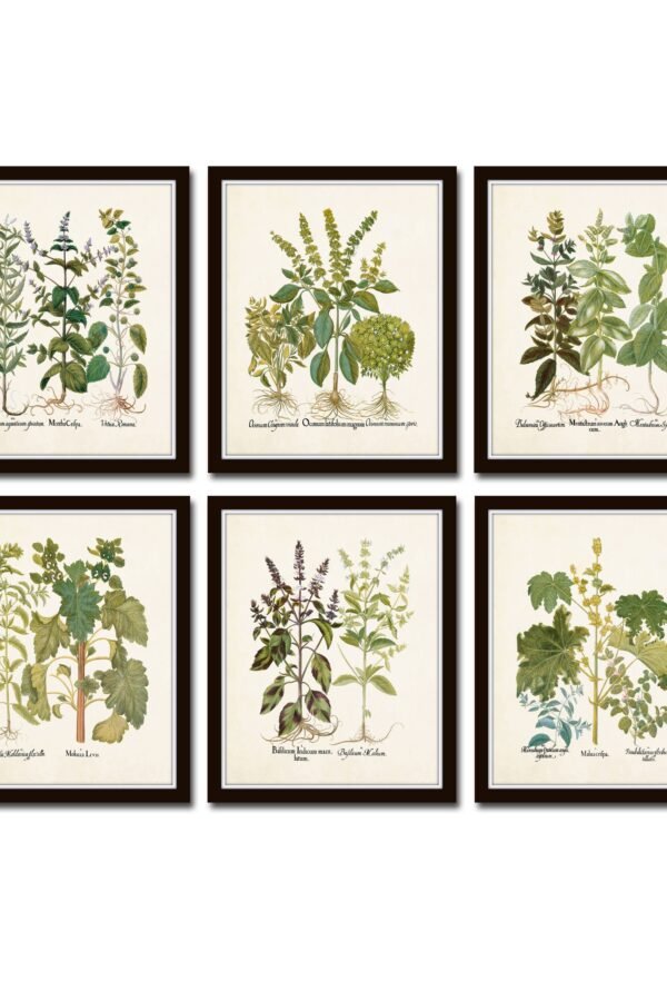 Antique Herbs Print Set No. 32, Herb Prints, Botanical Art, Kitchen Giclee, Art Print