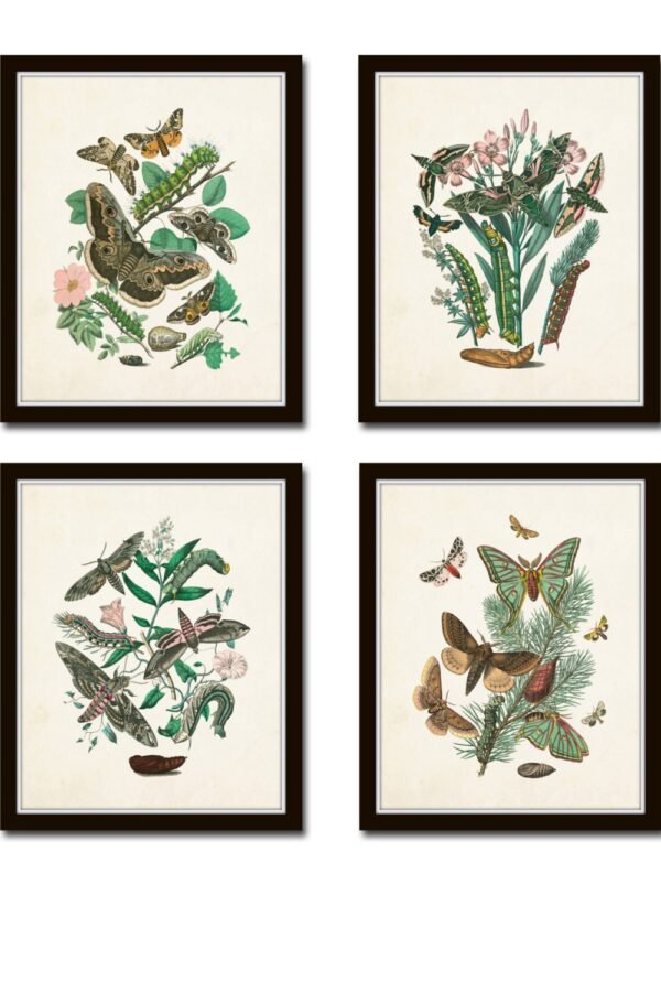 Antique Moths Print Set No. 1, Botanical Prints, Insect Art, Art Natural History Giclee, Butterfly Moth