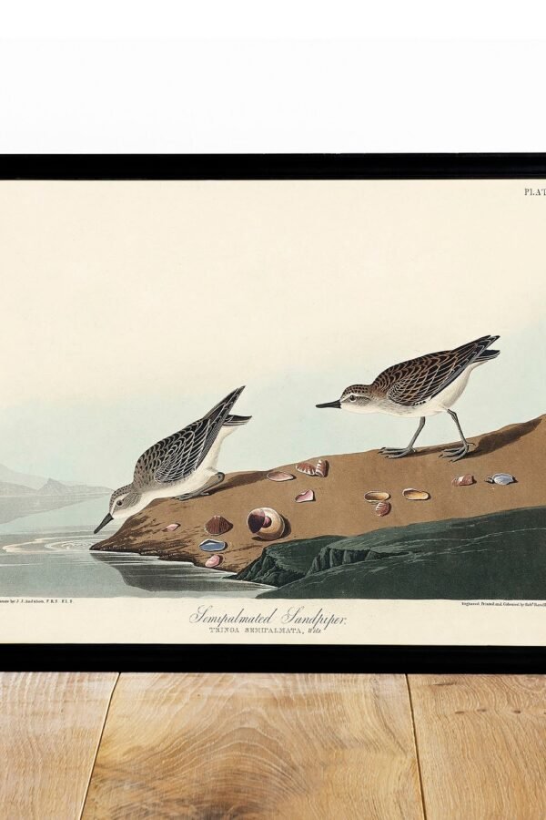 Audubon Sandpiper Print Vintage Bird Engraving Poster