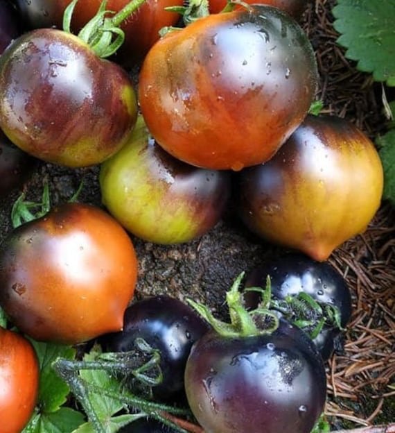 Chestnut Chocolate Tomato Seeds | Very Dark Tomato
