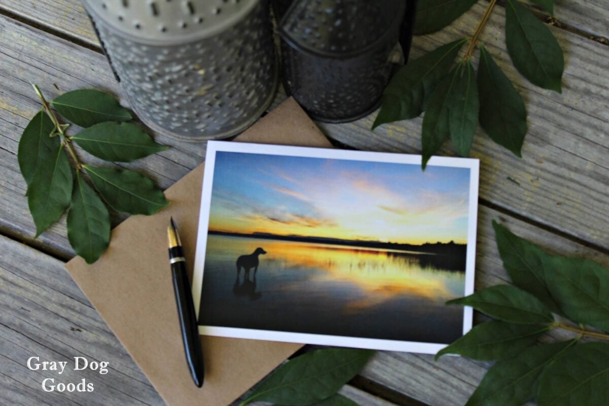 Dog Greeting Card, Photography, Weimaraner Patience, Sympathy Card