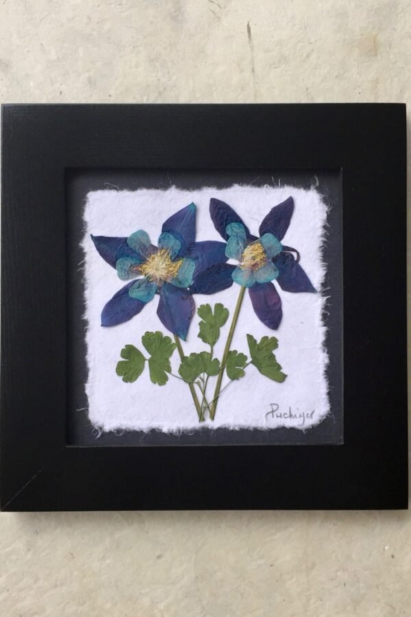 Framed Pressed Columbine Flower Art Signed Botanical Picture, Colorado State