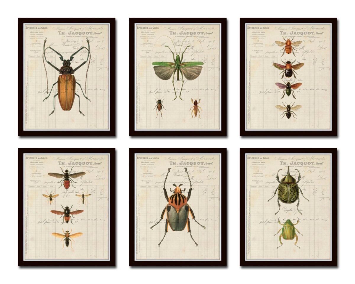 French Insect Study Print Set No. 1, Set, Giclee, Art, Collage, Wall Prints, Bee