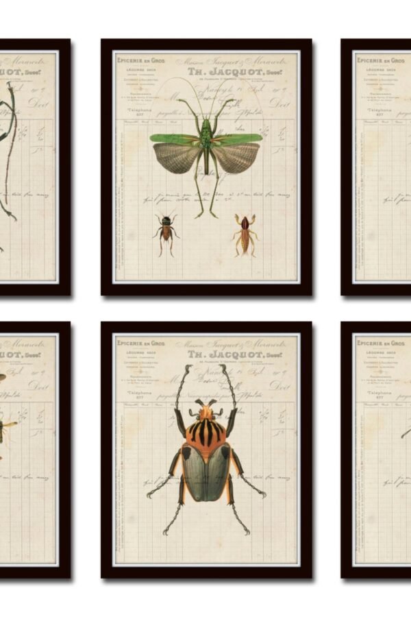 French Insect Study Print Set No. 1, Set, Giclee, Art, Collage, Wall Prints, Bee