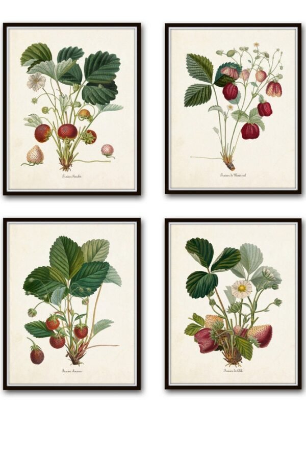 French Strawberry Print Set No. 1, Giclee, Home Decor, Wall Art, Vintage Fruit Prints, Antique Kitchen Prints