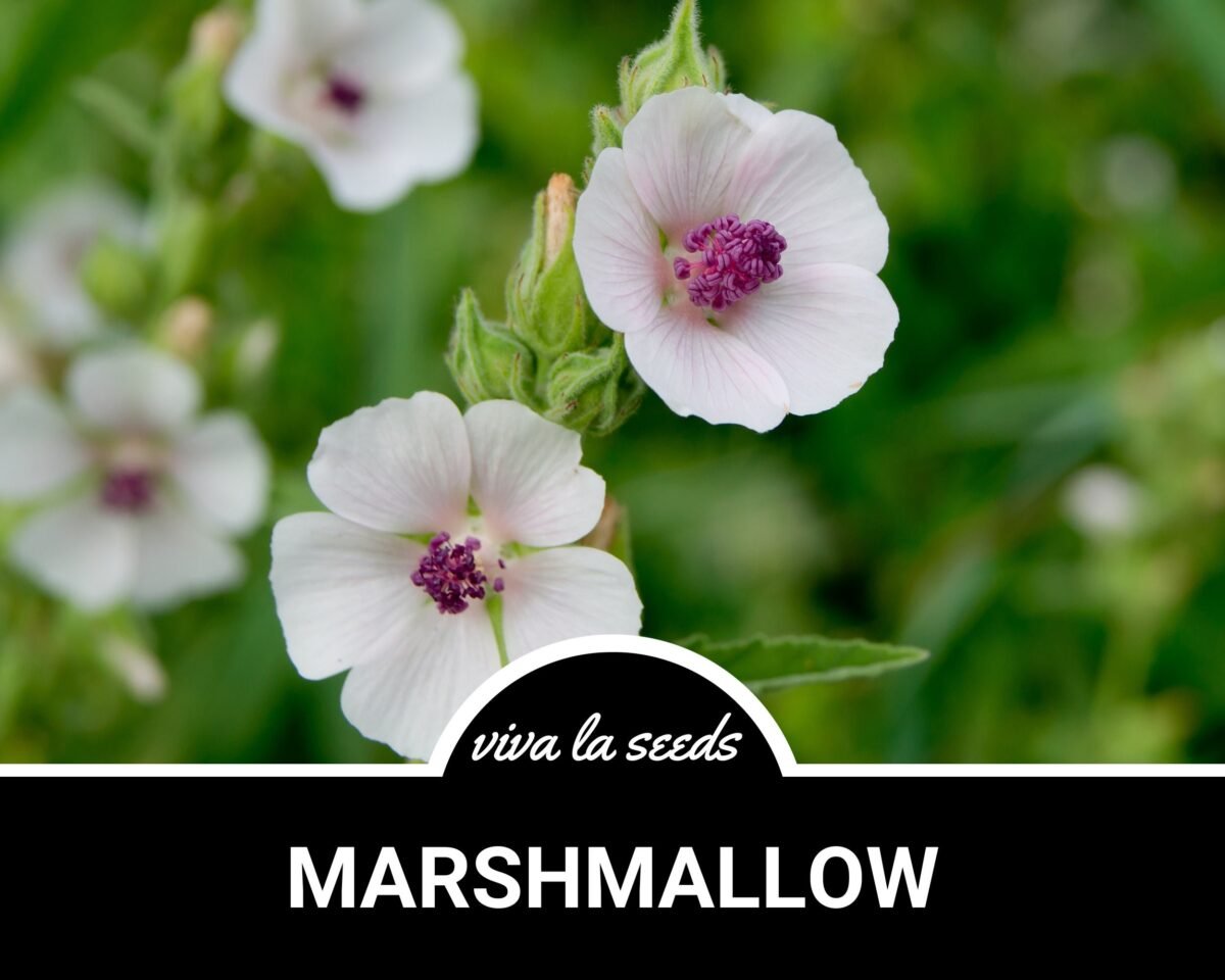 Marshmallow | 50 Seeds Medicinal Culinary Herb Non Gmo Althaea Officinalis