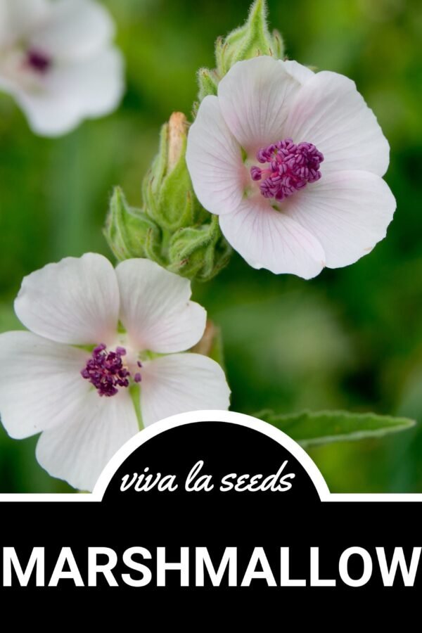 Marshmallow | 50 Seeds Medicinal Culinary Herb Non Gmo Althaea Officinalis