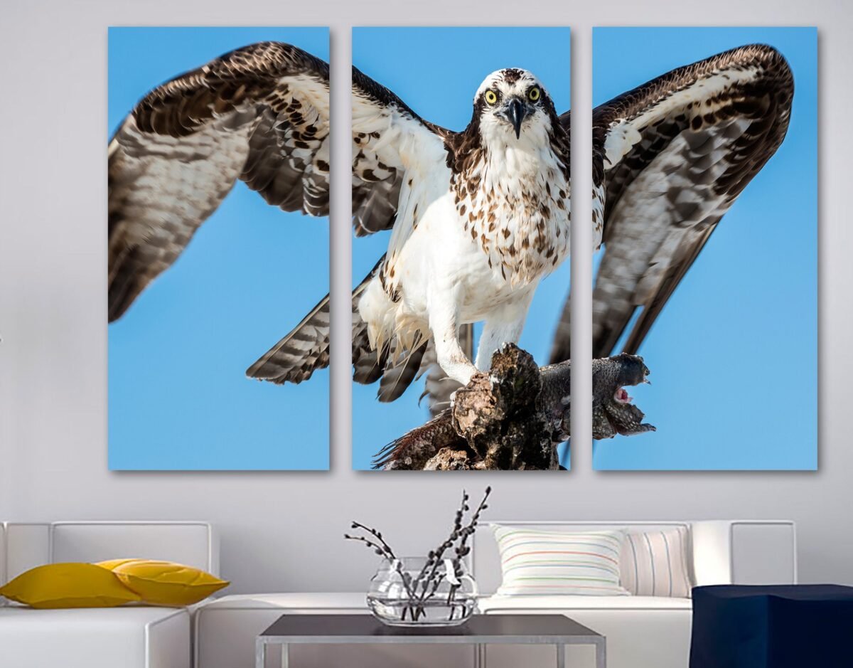 Osprey Bird Canvas Print Wall Art - Wildlife Photography. Of A Sea Hawk, Raptor Giclee Home Art Decor, Wall Interior Design