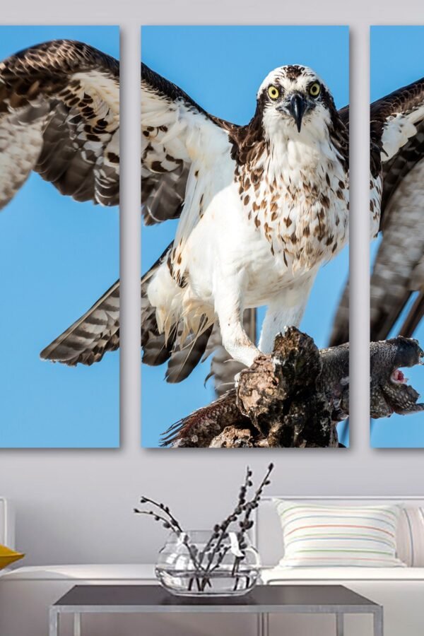 Osprey Bird Canvas Print Wall Art - Wildlife Photography. Of A Sea Hawk, Raptor Giclee Home Art Decor, Wall Interior Design