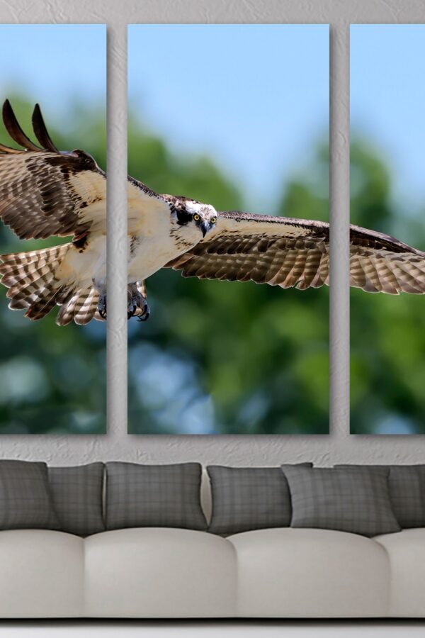 Osprey in Flight Canvas Print Wall Art, Wild Bird Animal Print, Wildlife Photography Giclee Home Art Decor, Wall Interior Design