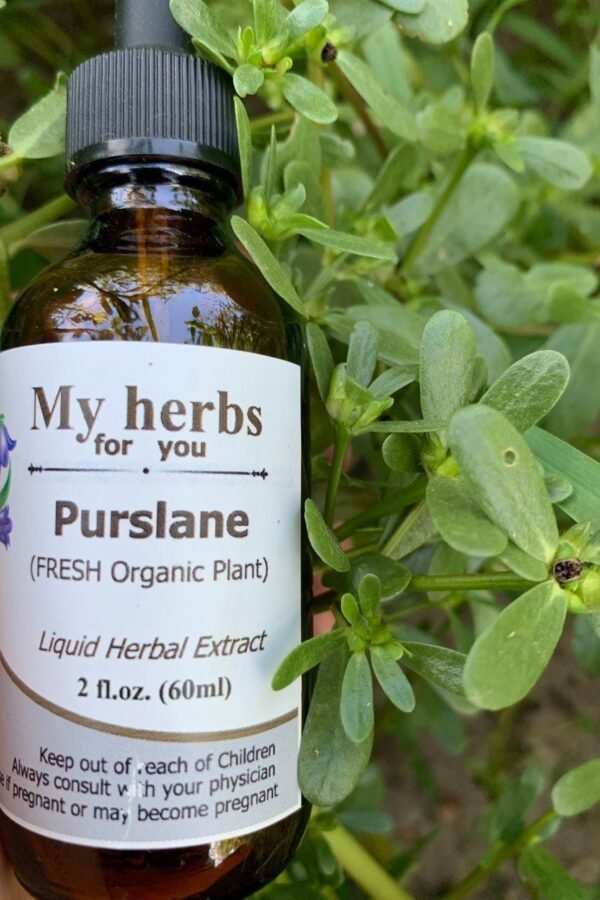 Purslane Fresh Organic Tincture, Common Purslane, Portulaca Oleracea