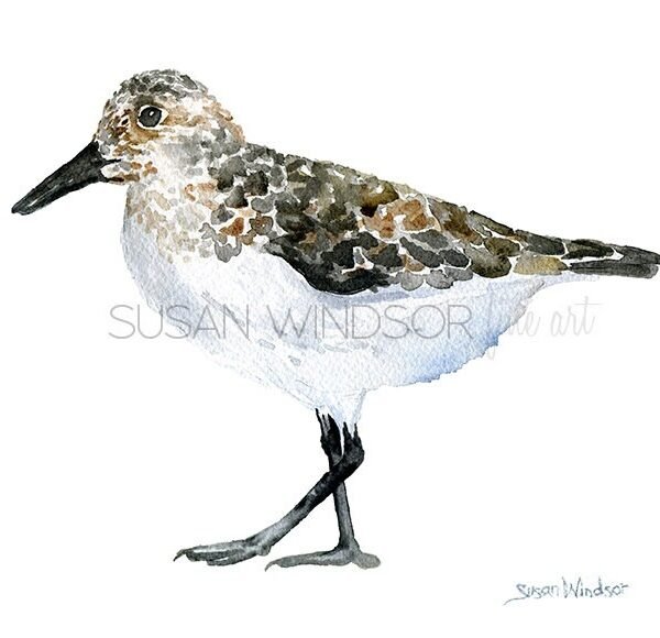 Sandpiper Watercolor Painting Giclee Print - Beach Bird Art Unframed