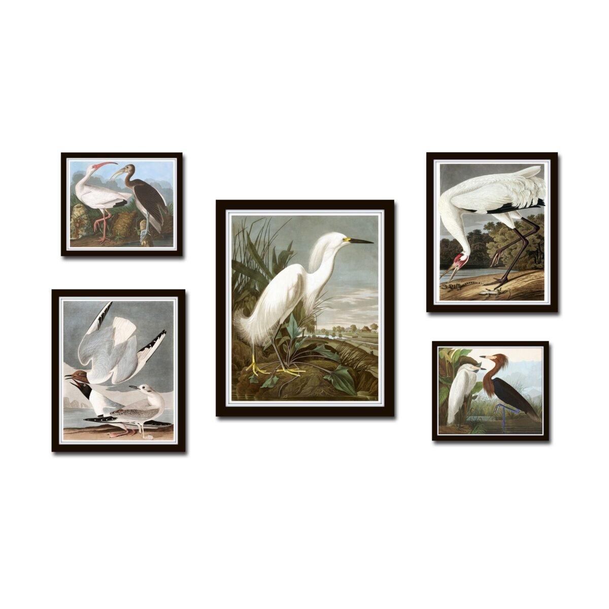 Vintage Audubon Birds Gallery Wall Set No. 3, Coastal Art, Sea Bird Prints, Print, Decor