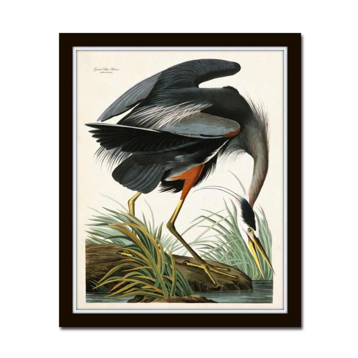 Vintage Audubon Blue Heron Bird Print, Giclee, Art Art, Sea Prints, Coastal Beach House Decor