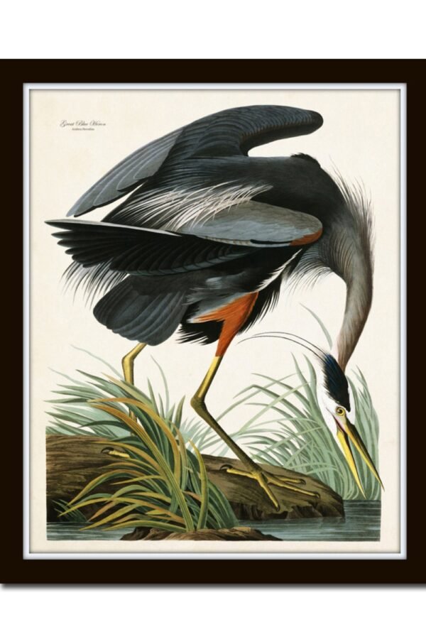 Vintage Audubon Blue Heron Bird Print, Giclee, Art Art, Sea Prints, Coastal Beach House Decor