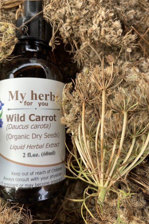 Wild Carrot Seed Tincture, Organic Dry Seeds Daucus Carota