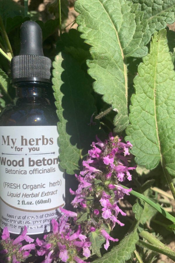 Wood Betony Fresh Organic Tincture, Betonica Officinalis | Syn. Stachys Officinalis