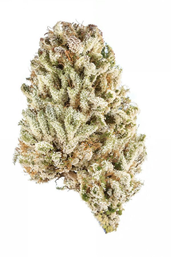 Cat Piss Flower - THCA - Sativa