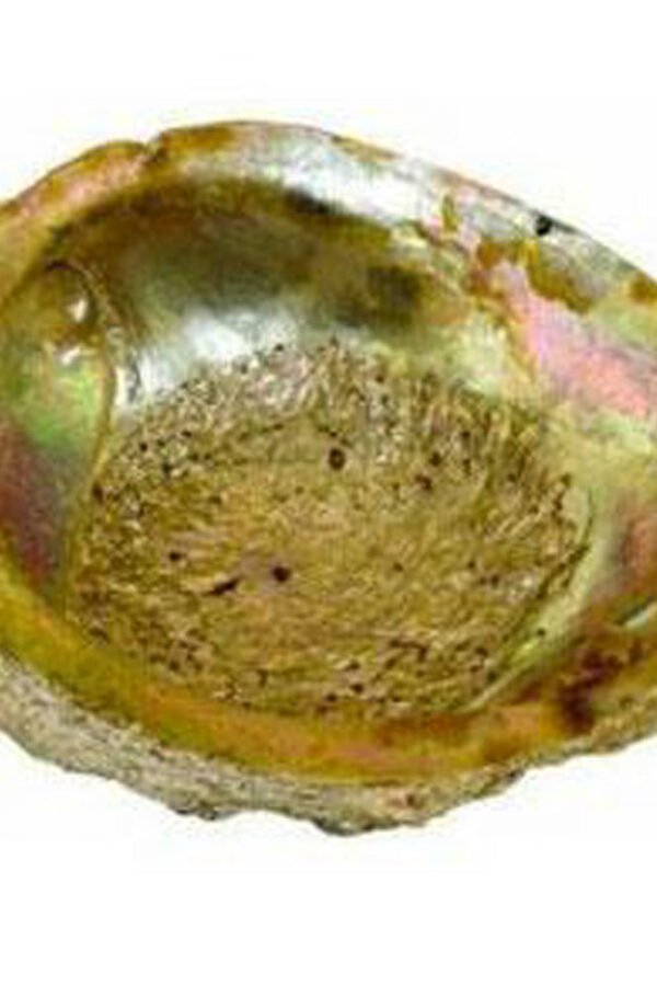 Large Abalone Shell
